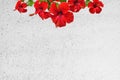 Red hibiscus flower on white roughcast wall Royalty Free Stock Photo