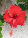 Red hibiscus flower on White wall, outdoor Royalty Free Stock Photo