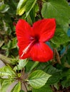 Red hibiscus flower & x28;so call name in local language Lal Joba & x29;
