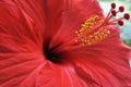 Red hibiscus flower with yellow stamens - macro Royalty Free Stock Photo