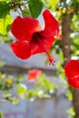 Red hibiscus flowerchinese rose in Chania Royalty Free Stock Photo