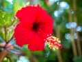 Red hibiscus flowers 01