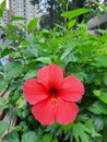 Red hibiscus flowers bloom in the garden near my home
