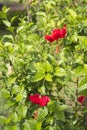 Red hibiscus flowers Royalty Free Stock Photo