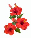 Red hibiscus flowers and buds Royalty Free Stock Photo