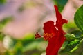 Red Hibiscus flowers China rose,Chinese hibiscus,Hawaiian hibiscus in tropical garden of Tenerife,Canary Islands,Spain.Floral ba. Royalty Free Stock Photo