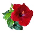 Red Hibiscus flowers Chinese Rose Isolated on white background Royalty Free Stock Photo