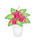 Red Hibiscus Flowers in A Flower Pot Royalty Free Stock Photo