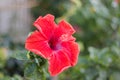 Red Hibiscus flowers in garden, background