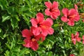 Red hibiscus flowers in a garden