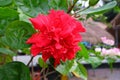 Red hibiscus flowers and green leaves on natural daylight green leaves background Royalty Free Stock Photo