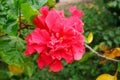 Red hibiscus flowers and green leaves on natural daylight green leaves background Royalty Free Stock Photo