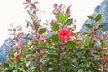 Red hibiscus flowers and green leaves on natural daylight green leaves background Royalty Free Stock Photo