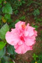 red hibiscus flowers and green leaves on natural daylight green leaves background Royalty Free Stock Photo