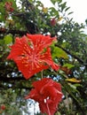 Red hibiscus flowers that grow beautifully in the Kaliurang park Royalty Free Stock Photo