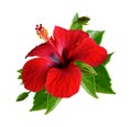 Red hibiscus flowers. Isolated. Royalty Free Stock Photo