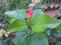 Hibiscus /peanch is a Red bud gudahl flowers Royalty Free Stock Photo