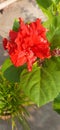 Red hibiscus flowers in pot in garden Royalty Free Stock Photo