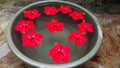 Red hibiscus flowers in a water tub