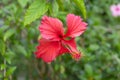 Red hibiscus focusing at the pollen. Royalty Free Stock Photo