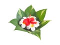 red Hibiscus and Frangipani flowers on green leaves over white background Royalty Free Stock Photo