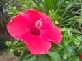 red hibiscus in garden