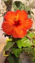 Red hibiscus ???? Gudhal flower healthy live plant Royalty Free Stock Photo