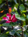 Red Hibiscus Hawaiian flower and leaves