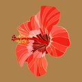 Red hibiscus isolated on beige background. Single floral pattern, Golden split floral leaf, golden lines, Vector Royalty Free Stock Photo