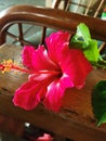 Red Hibiscus or Joba flower