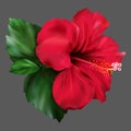 Red hibiscus karkade tropical exotic flower plant vector