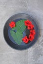 Red hibiscus with large yam leaves floating on water in a huge metal pan