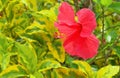 Red hibiscus with long yellow pillen or Chaba flower blooming in garden background Royalty Free Stock Photo