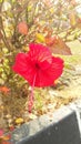 Red Hibiscus flower Malaysia`s national flower