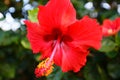 red hibiscus from Martinique with green leaves