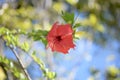 Red Hibiscus