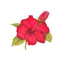 Red hibiscus Royalty Free Stock Photo