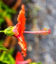 Red hibiscus pollen Royalty Free Stock Photo