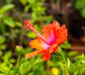 Red hibiscus pollen Royalty Free Stock Photo