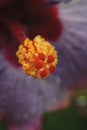 Red hibiscus Royalty Free Stock Photo