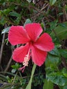 The red Hibiscus Rosa is in full bloom. Royalty Free Stock Photo