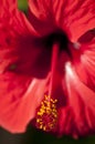 Red Hibiscus (Hibiscus rosa) macro shot Royalty Free Stock Photo