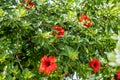 Red hibiscus rosa sinensis, chinese, hawaiian, china, rose mallow, shoeblackplant flowering plant Royalty Free Stock Photo