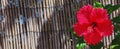 Red Hibiscus Rosa Sinensis Fence Background. Israeli Flowers. Nature background. Selective Focus