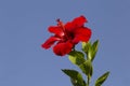 Red hibiscus rosa-sinensis flower against blue sky