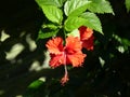 Red Hibiscus rosa-sinensis flower in Costa Rica Royalty Free Stock Photo