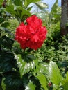 Red Hibiscus Rosa Sinensis Flower With Double Petals | Nature Photography Royalty Free Stock Photo