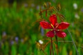 Red Hibiscus (rosa-sinensis) Flower with green background Royalty Free Stock Photo