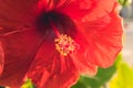 Red Hibiscus Rosa-Sinensis flower yellow pollen in the middle Royalty Free Stock Photo