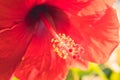 Red Hibiscus rosa-sinensis flower. Malaysia national flower Royalty Free Stock Photo
